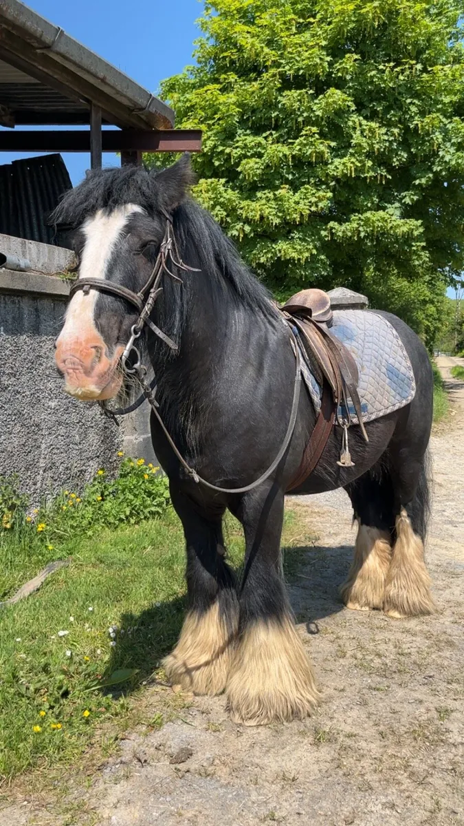 Bombproof Cob - Image 2