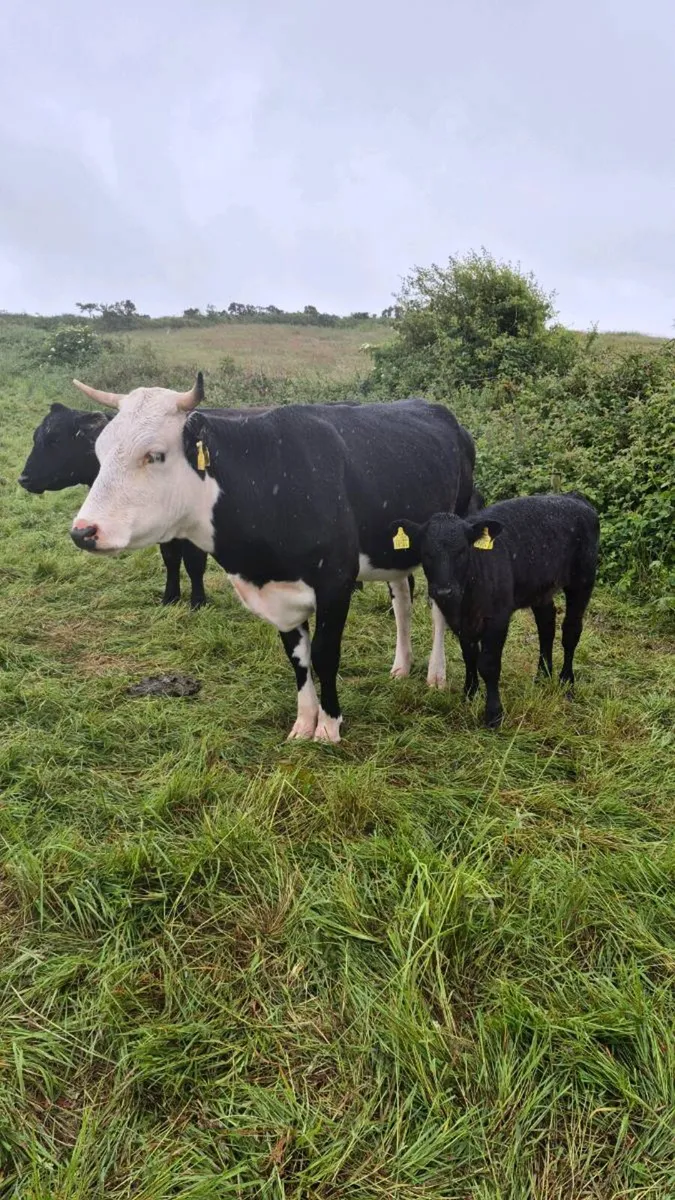 Cow with heifer calf at foot - Image 1