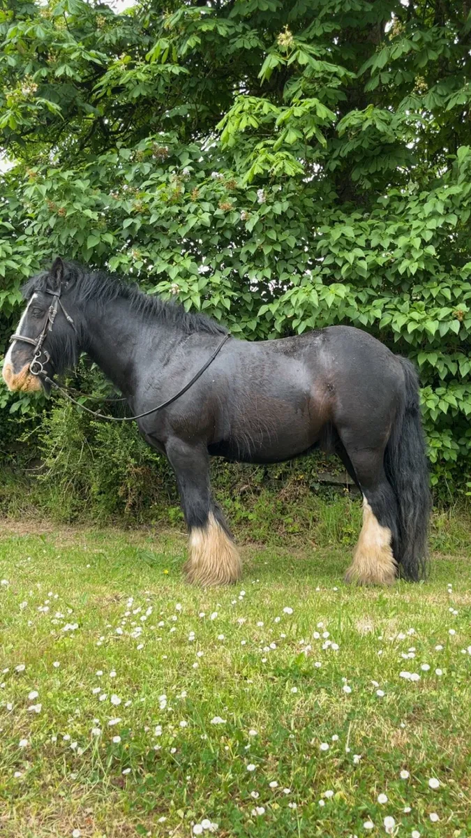 Bombproof Cob - Image 3
