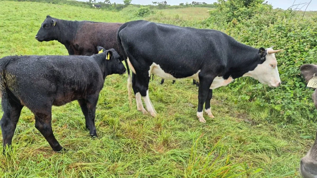 Cow with heifer calf at foot - Image 3
