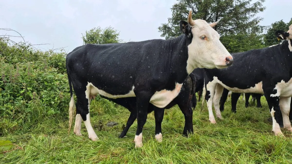 Cow with heifer calf at foot - Image 4