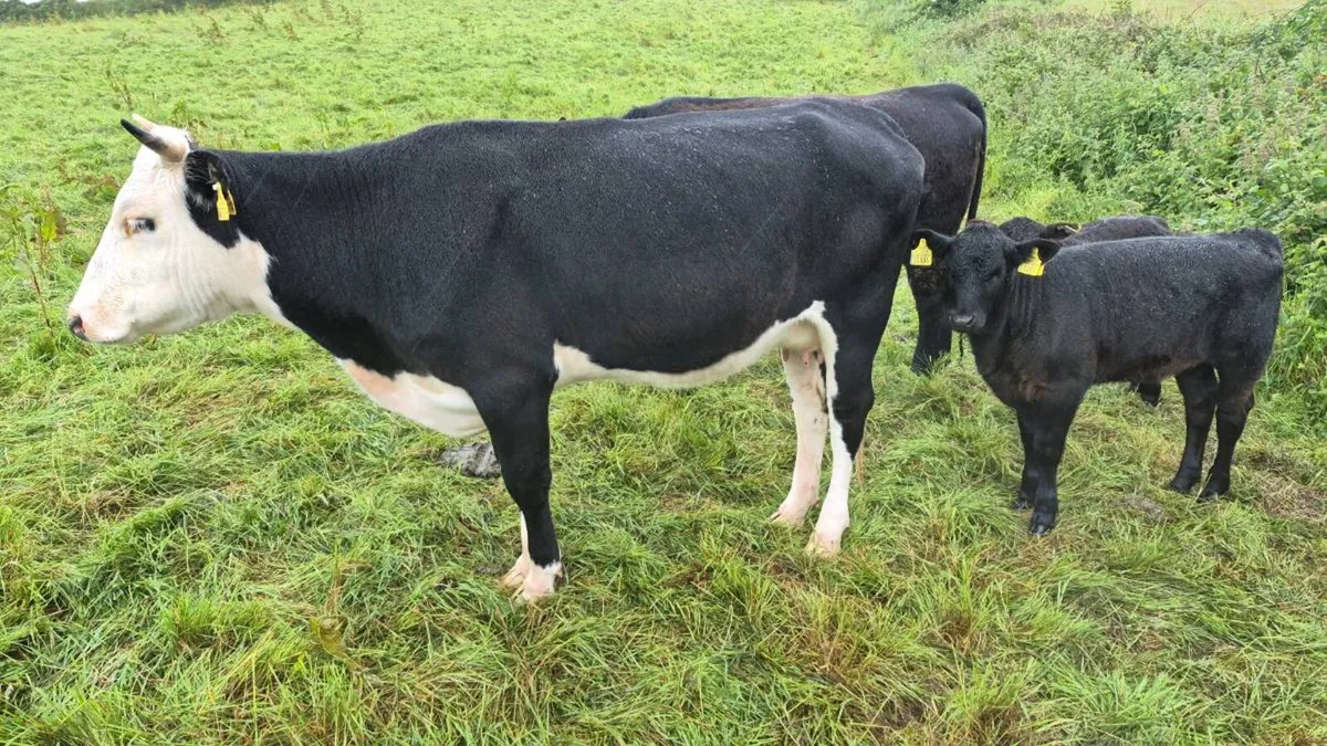 Cow with heifer calf at foot - Image 2