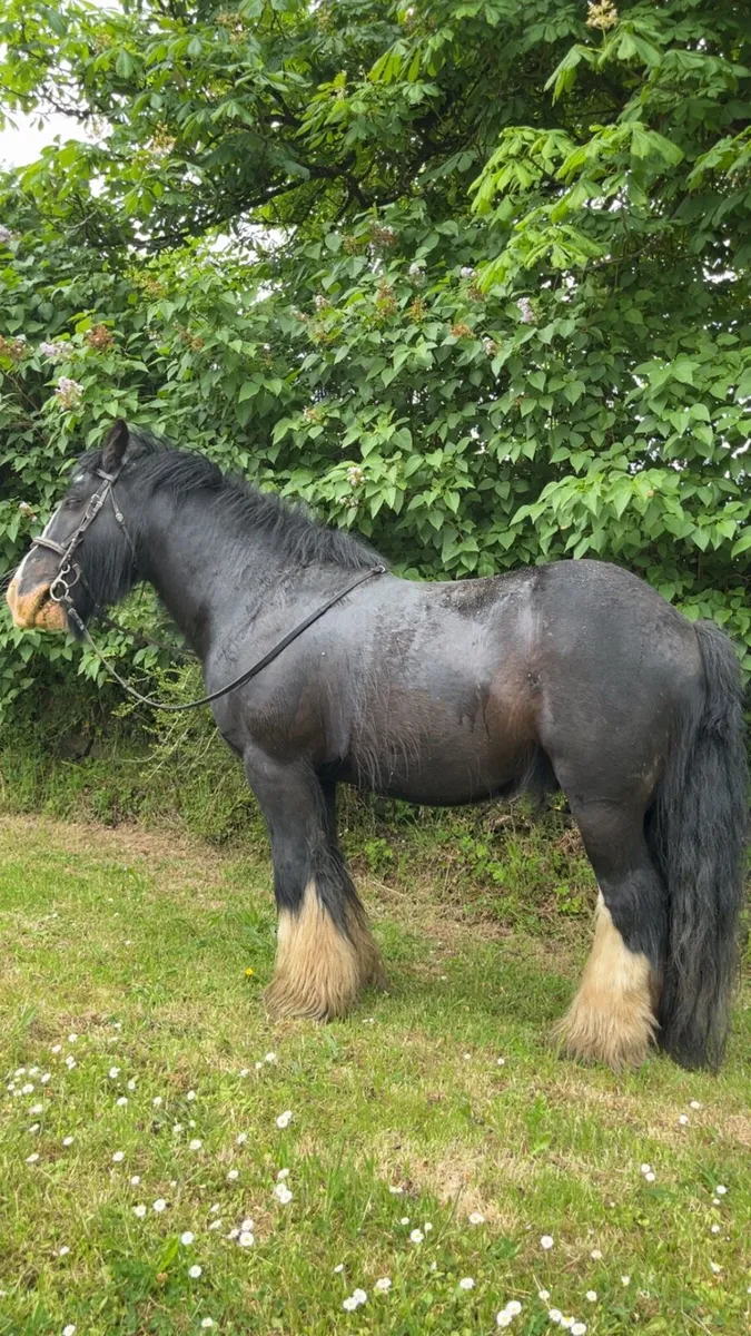 Bombproof Cob - Image 4