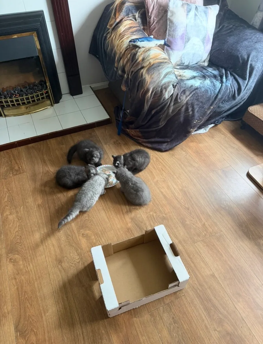 😻3 left British Shorthair Kittens😻 - Image 4