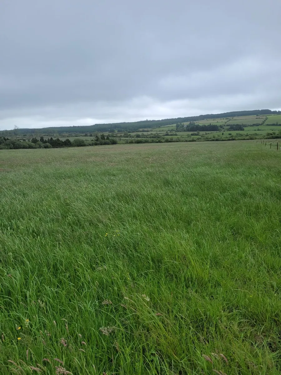6 acres of silage grass for sale - Image 2