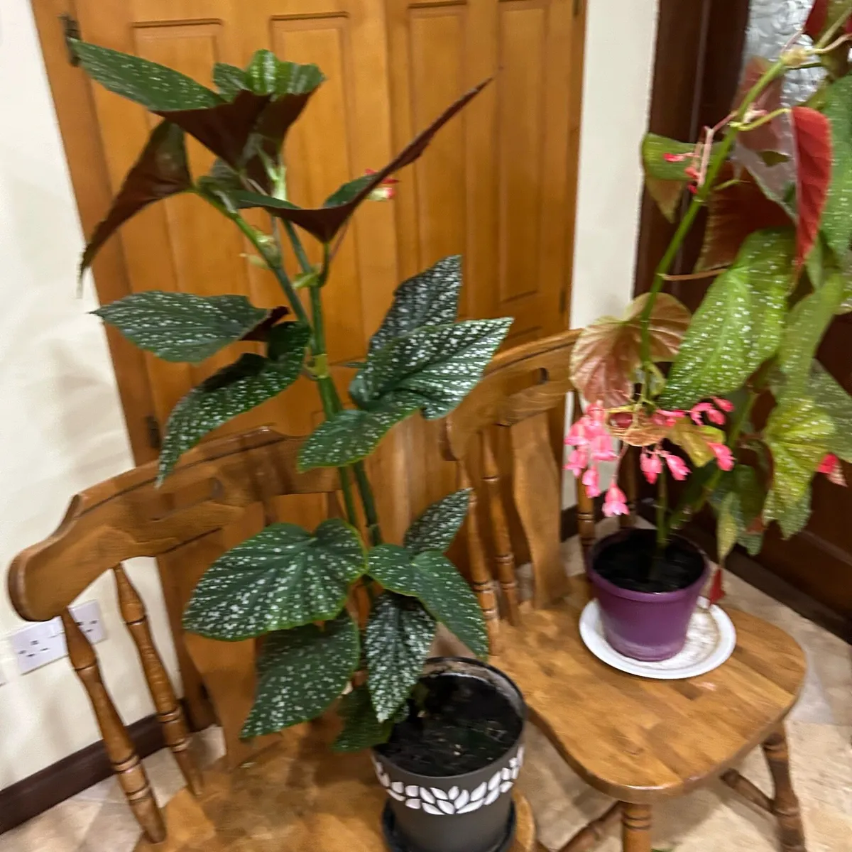 Angel wing begonias - Image 1