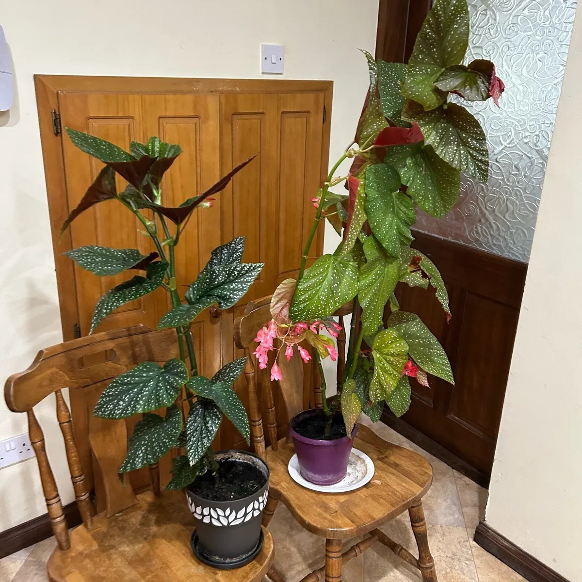 Angel wing begonias - Image 2