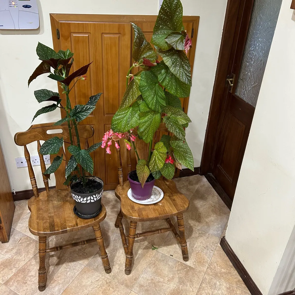 Angel wing begonias - Image 3