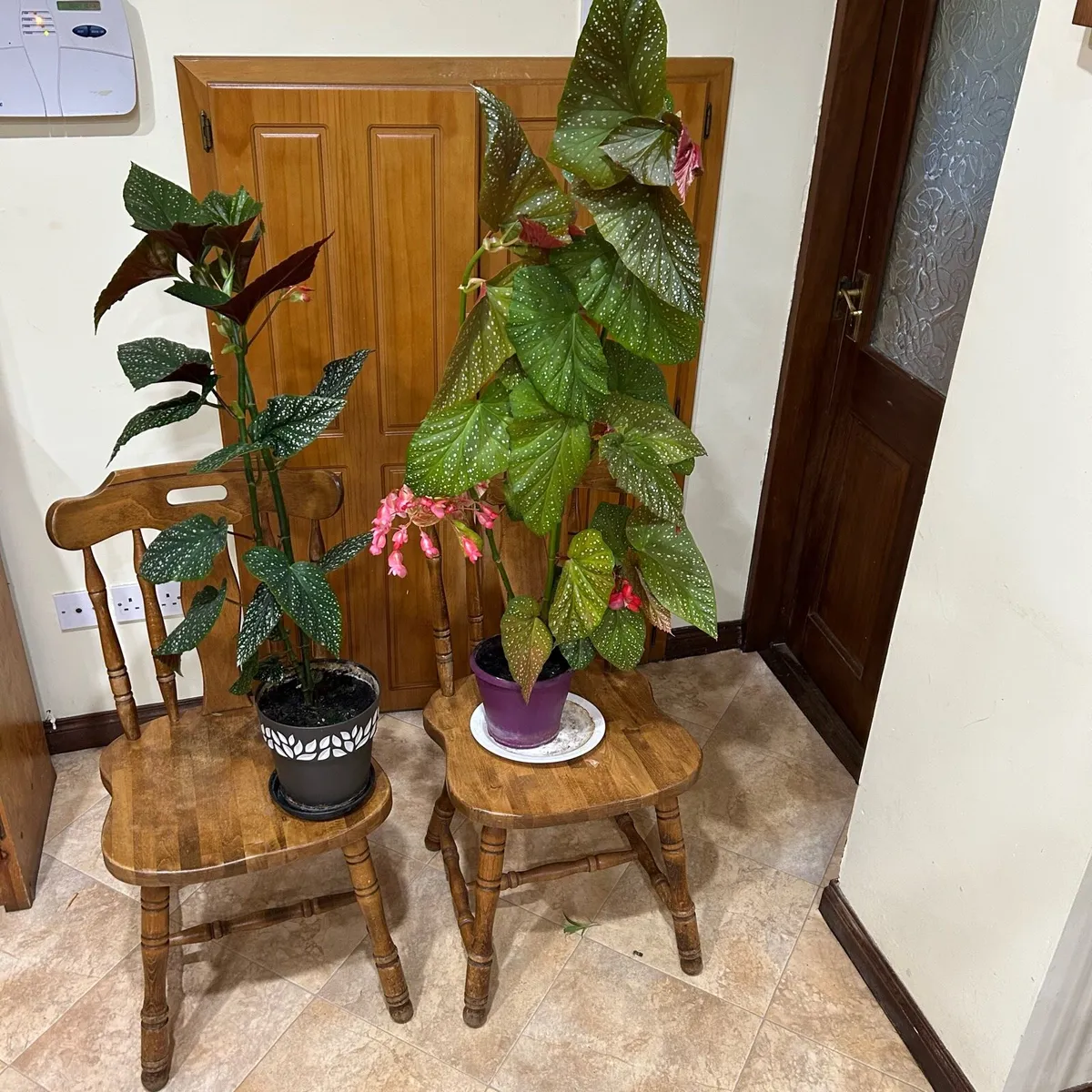 Angel wing begonias - Image 4