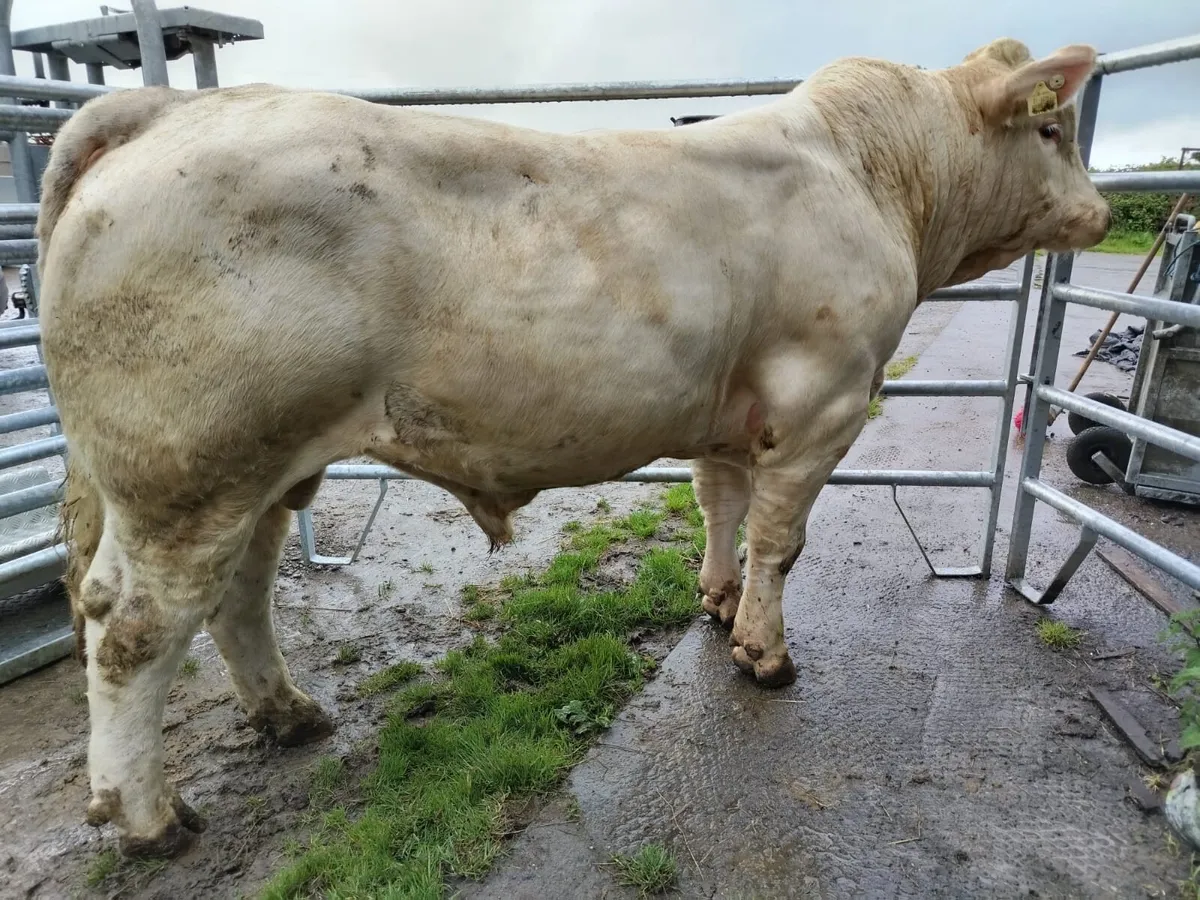 Easy calving pedigree registered Charollais Bull - Image 1