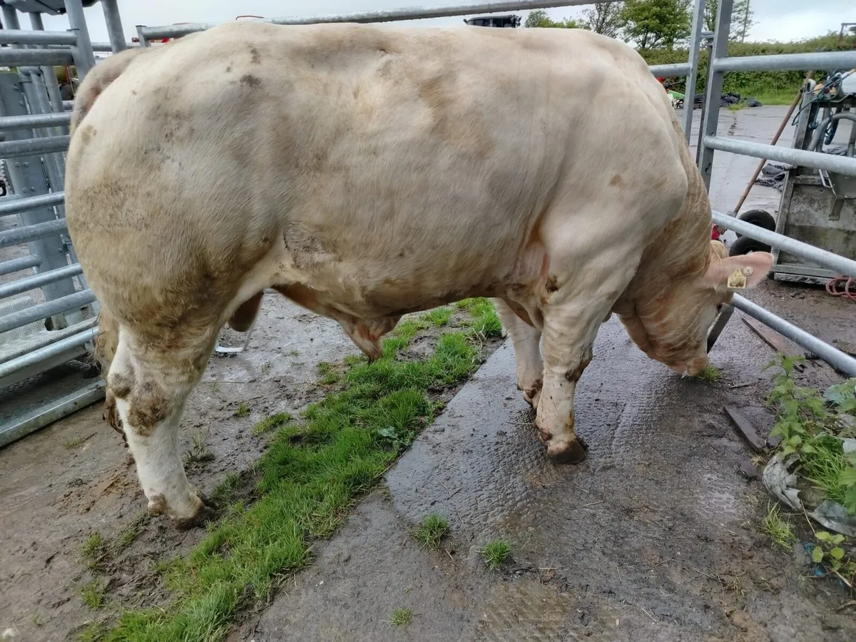 Easy calving pedigree registered Charollais Bull - Image 2