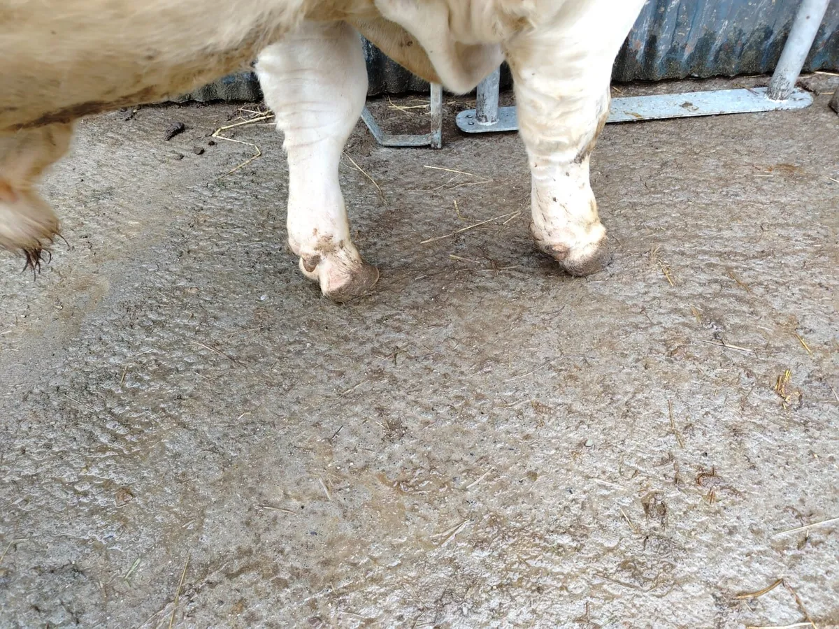 Easy calving pedigree registered Charollais Bull - Image 3