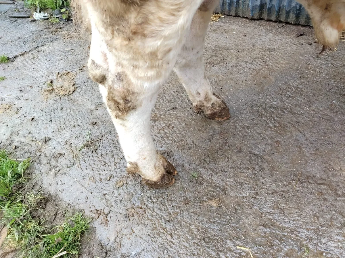 Easy calving pedigree registered Charollais Bull - Image 4