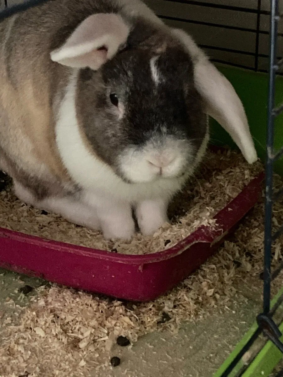 Rabbit - Image 1