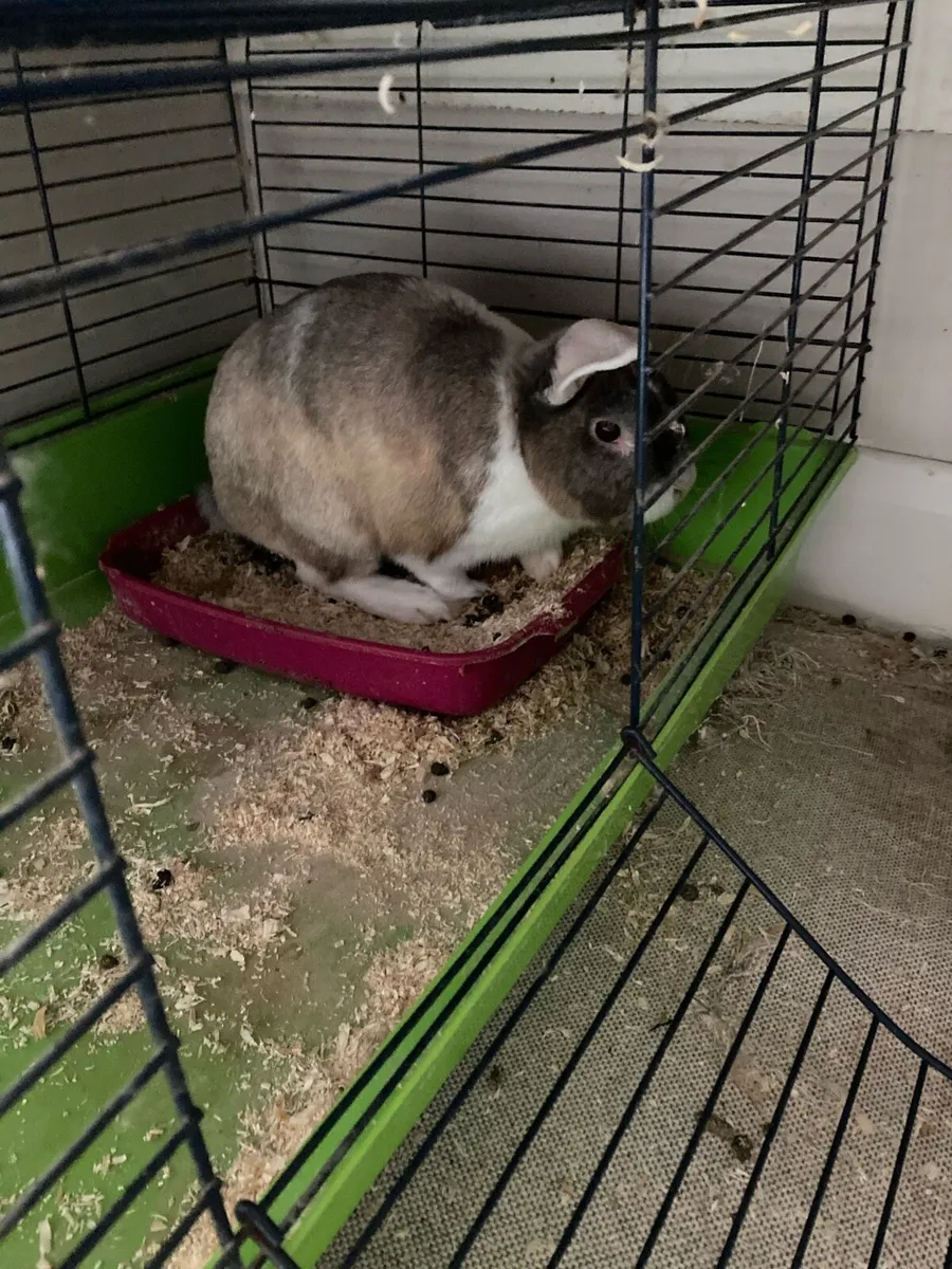 Rabbit - Image 2