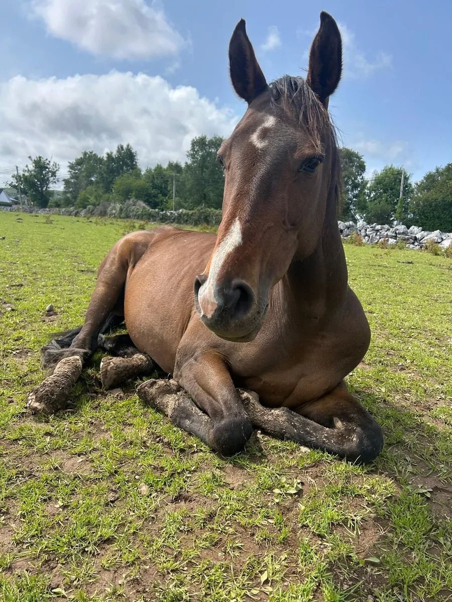 15.3 ISH /TB mare - Image 2