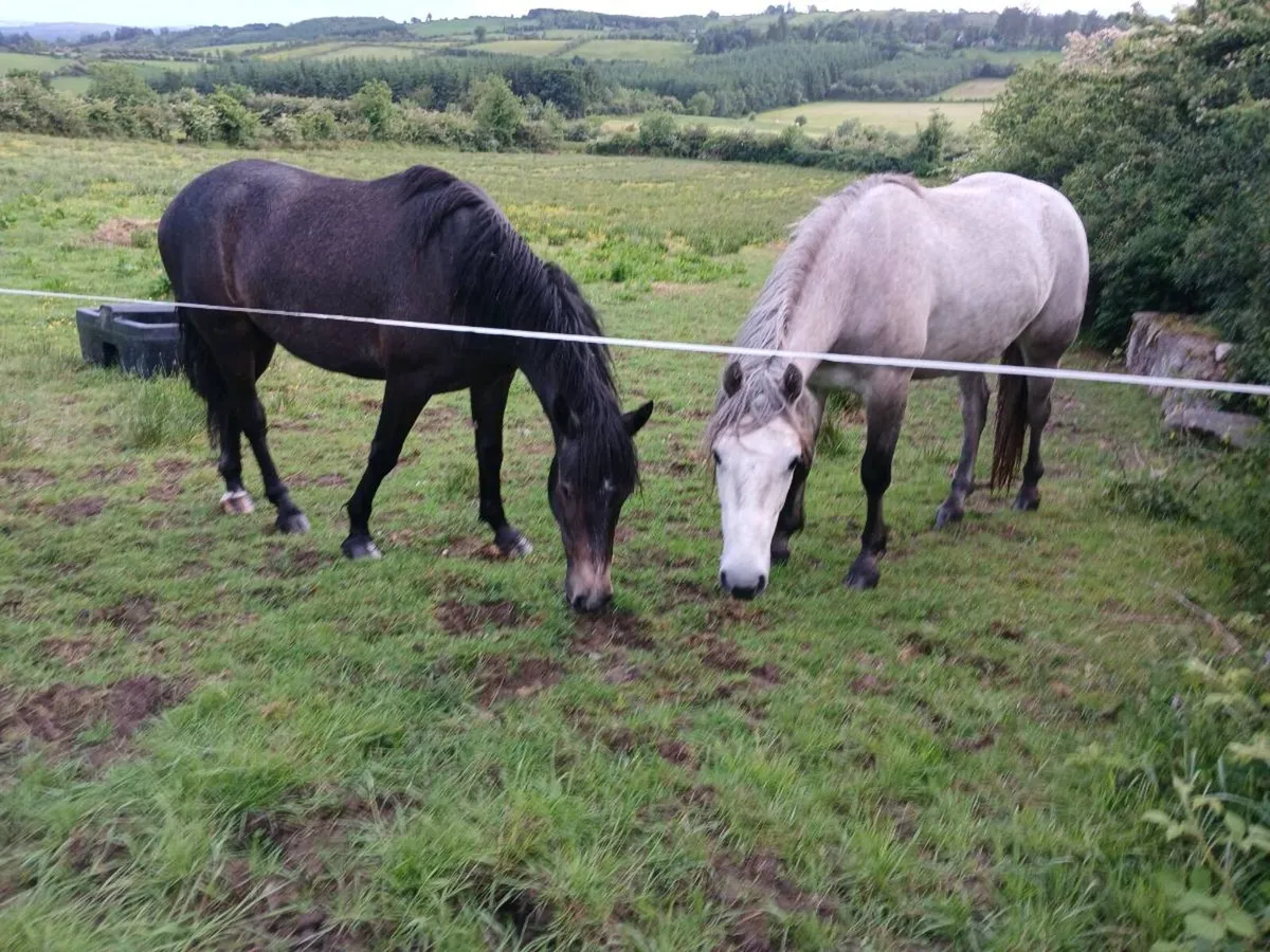 2 Two Year Old Connemara Geldings - Image 2