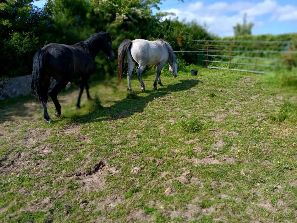 2 Two Year Old Connemara Geldings - Image 3