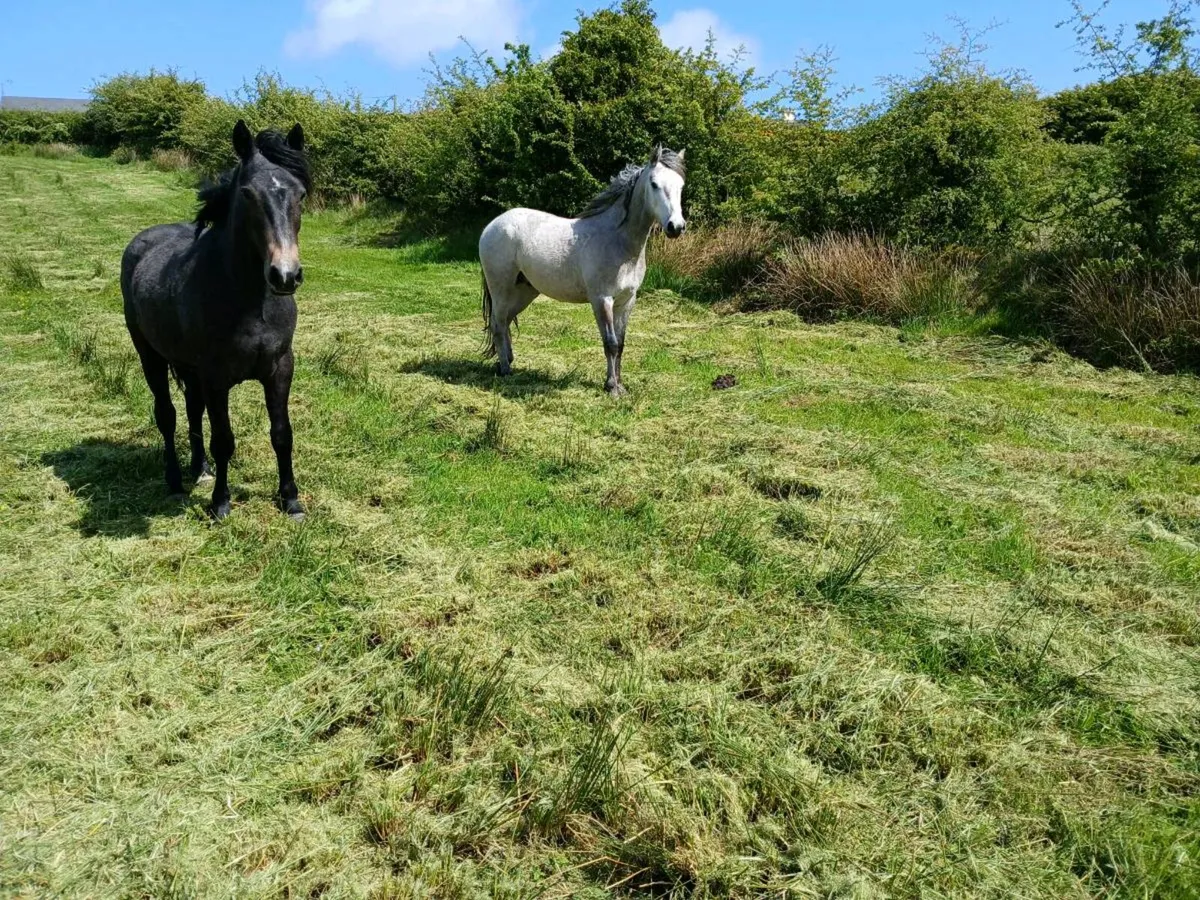2 Two Year Old Connemara Geldings - Image 1