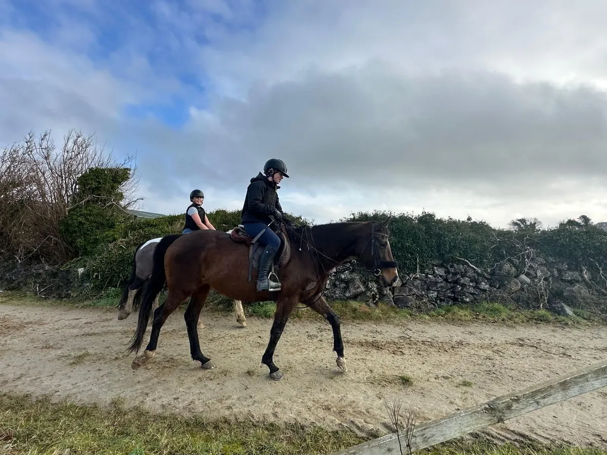 15.3 ISH /TB mare - Image 3