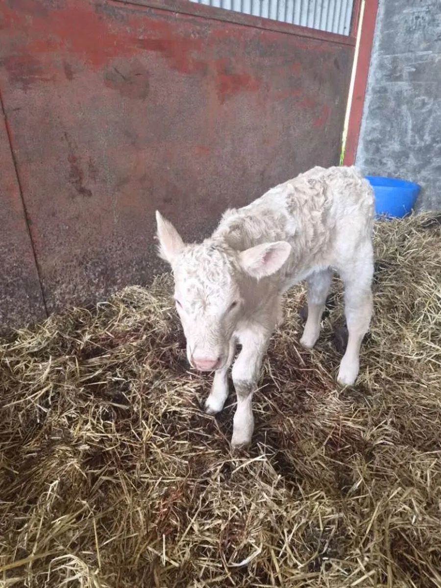 Dropped Calf for sale - Image 1