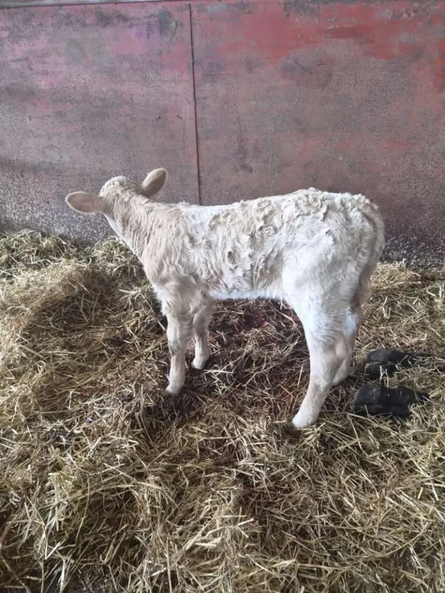 Dropped Calf for sale - Image 2