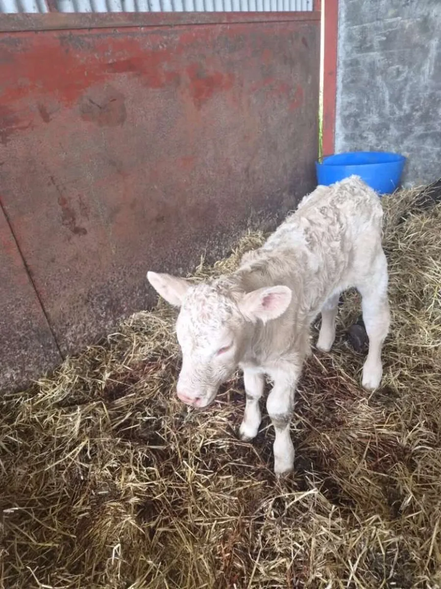 Dropped Calf for sale - Image 3