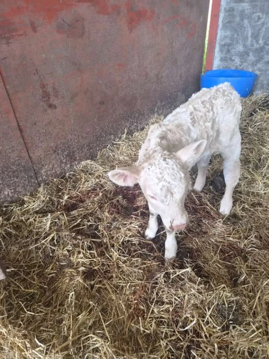 Dropped Calf for sale - Image 4