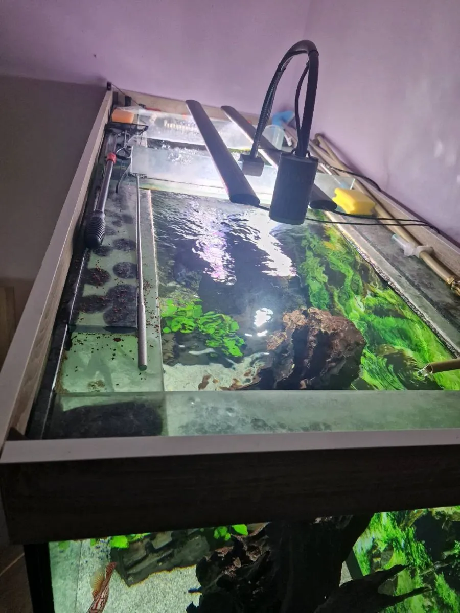 1000L fish tank - Image 3