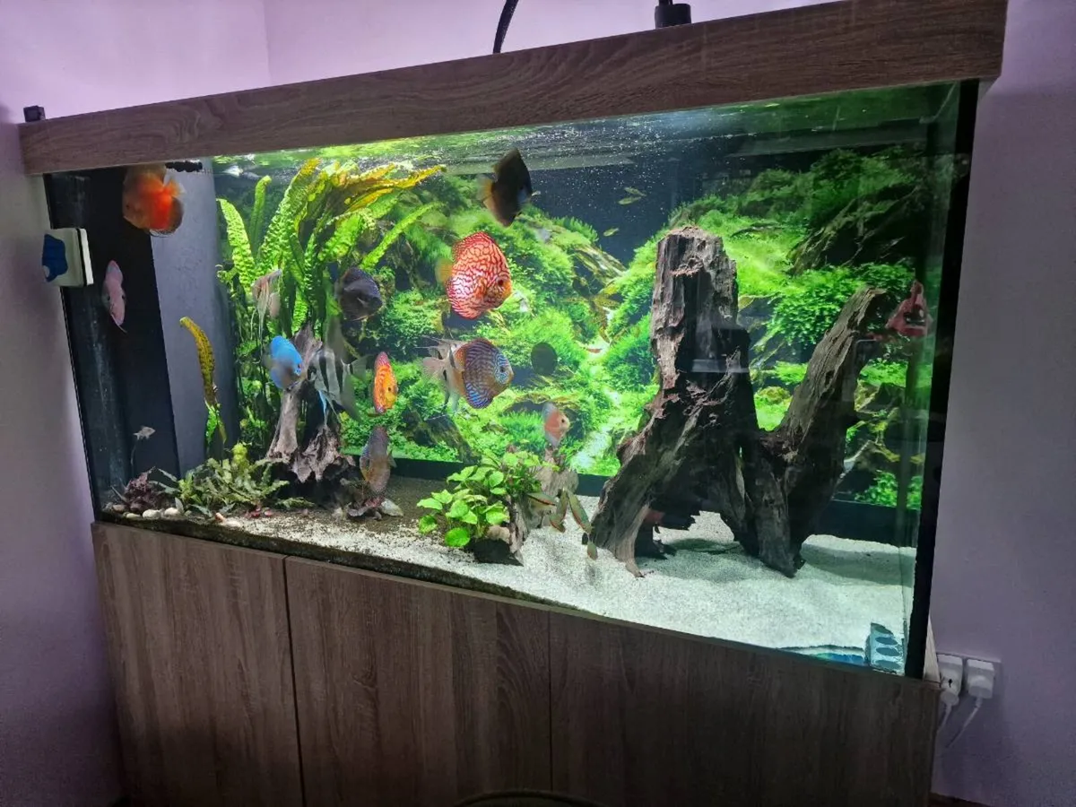 1000L fish tank - Image 1