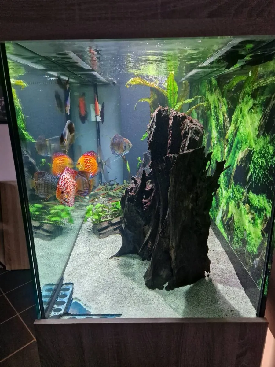 1000L fish tank - Image 2