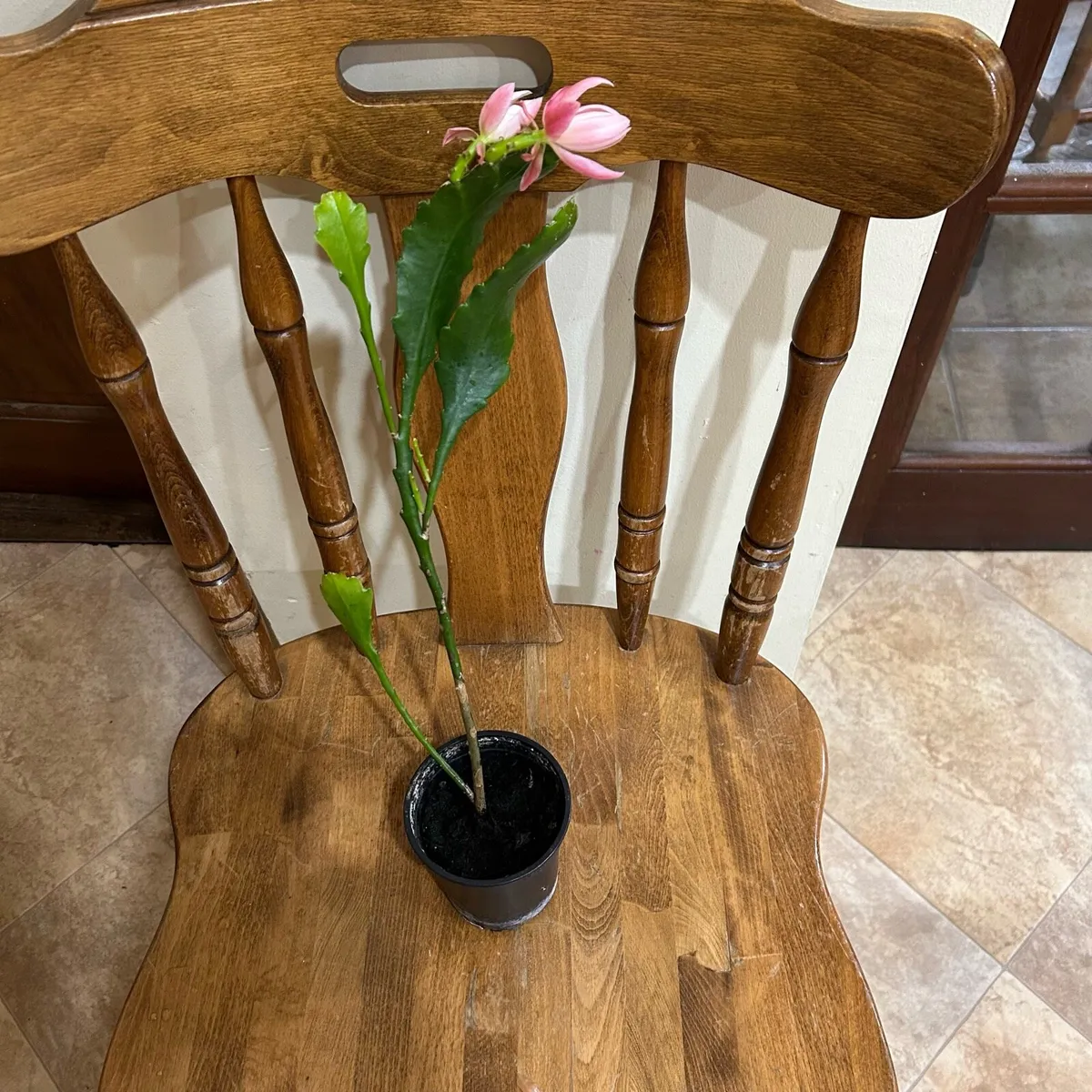 Epiphyllum  German express plant - Image 2