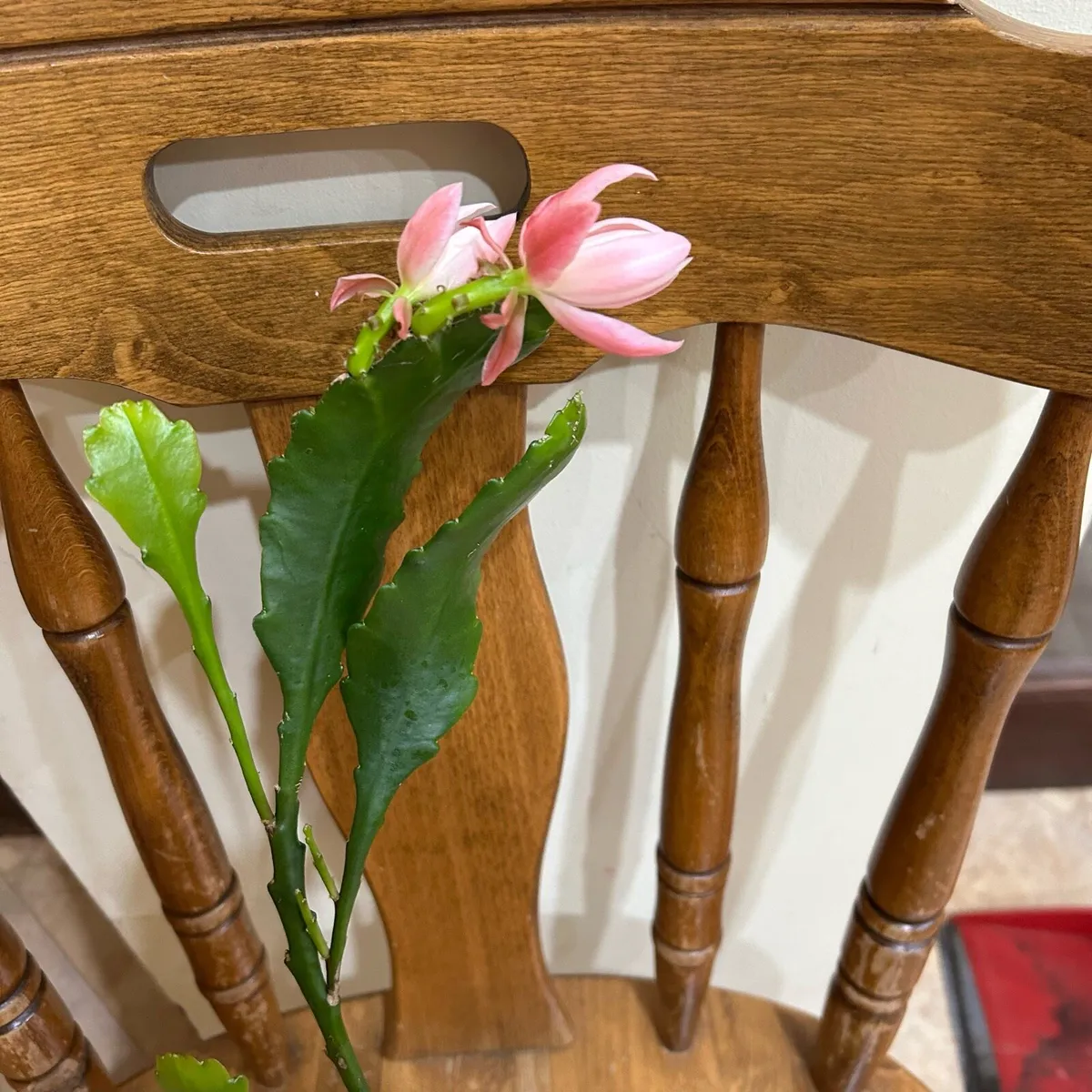 Epiphyllum  German express plant - Image 1