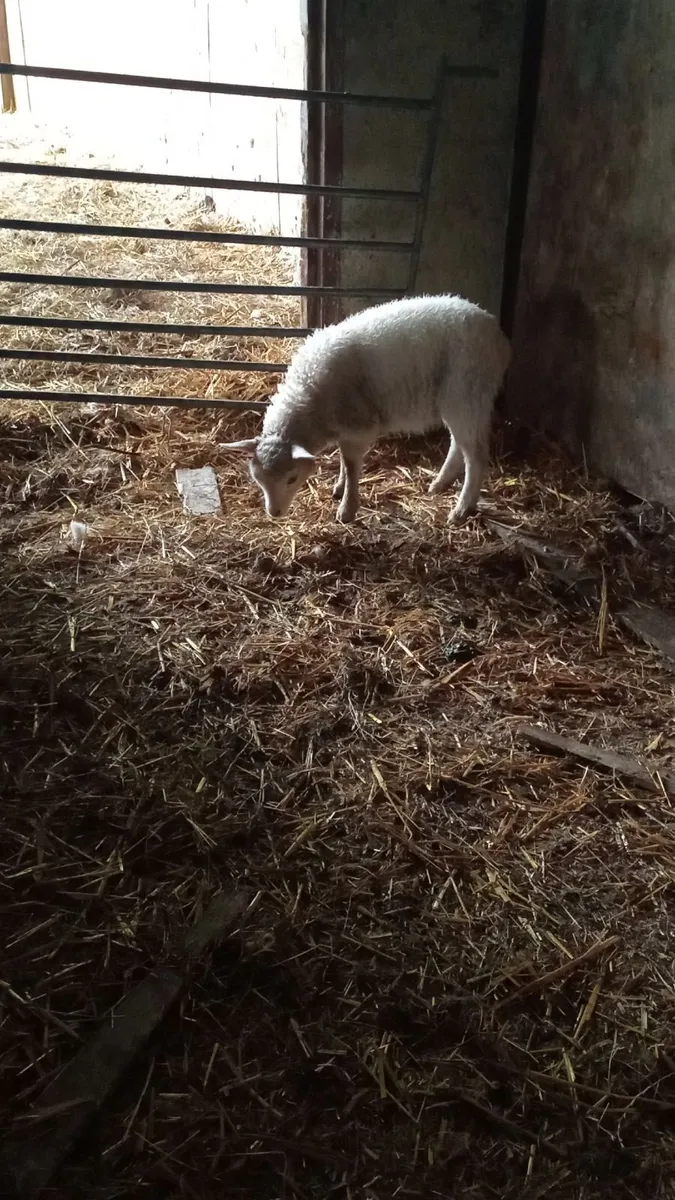 2 shetland ewe lambs - Image 2