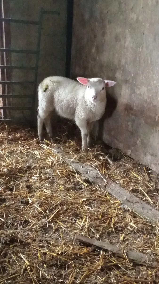 2 shetland ewe lambs - Image 1