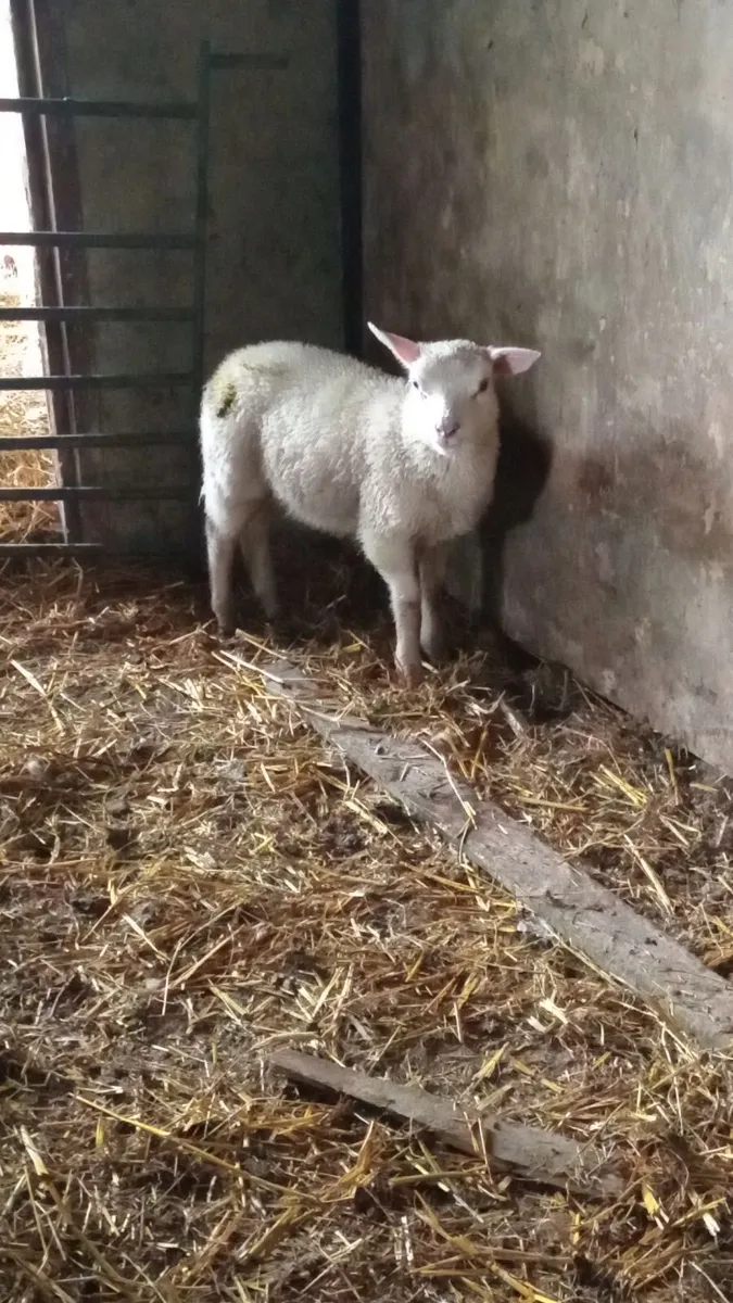 2 shetland ewe lambs - Image 3