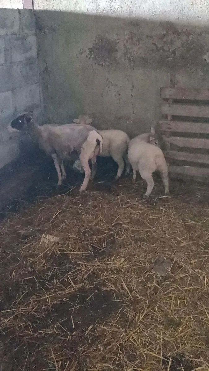 2 shetland ewe lambs - Image 4