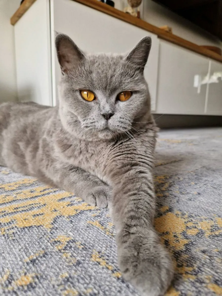 British Shorthair cat - Image 1