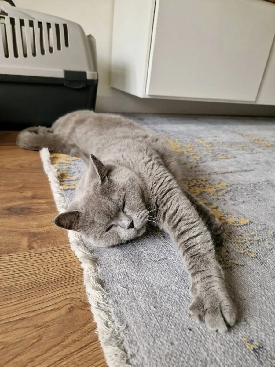 British Shorthair cat - Image 2
