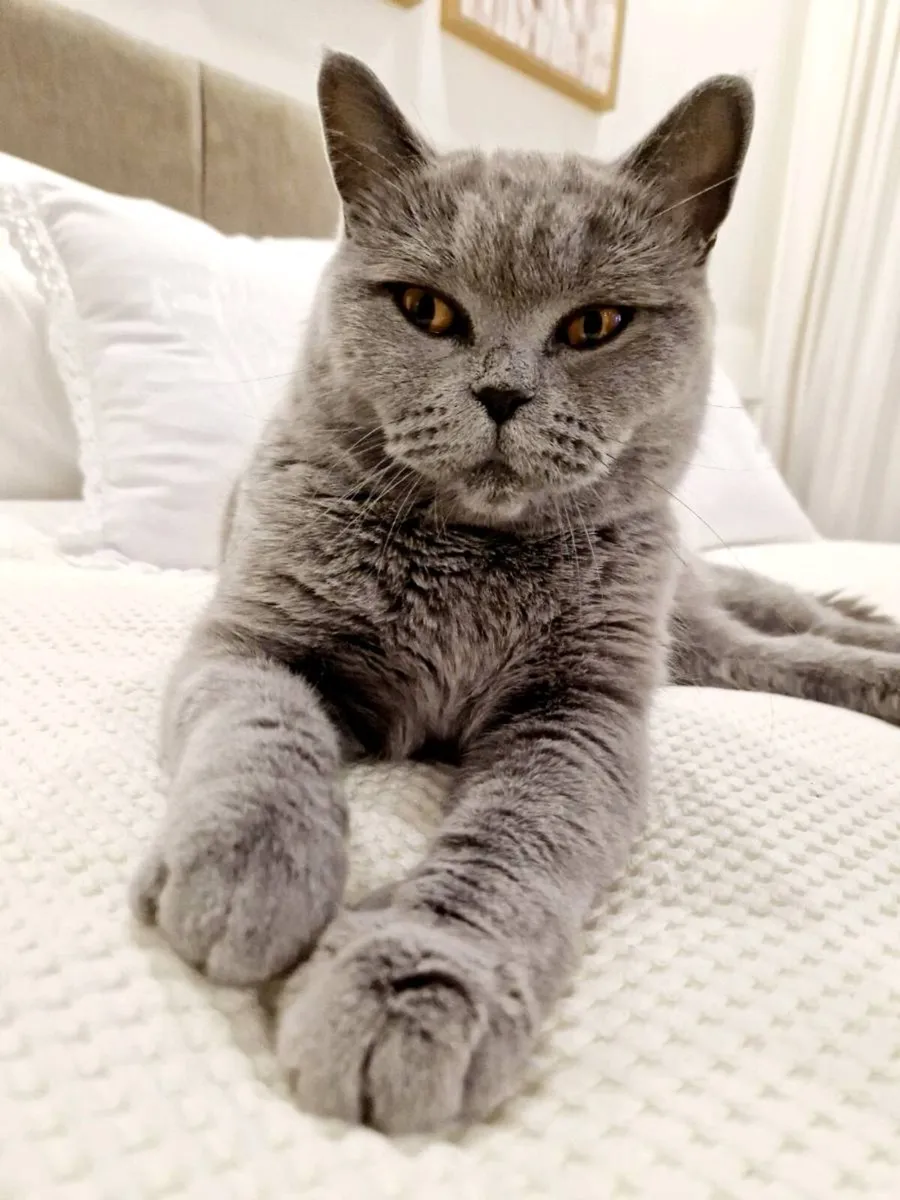 British Shorthair cat - Image 3