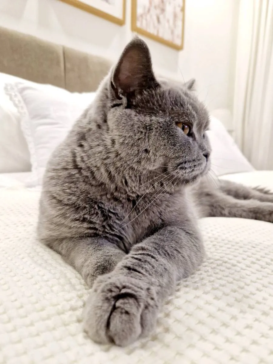 British Shorthair cat - Image 4