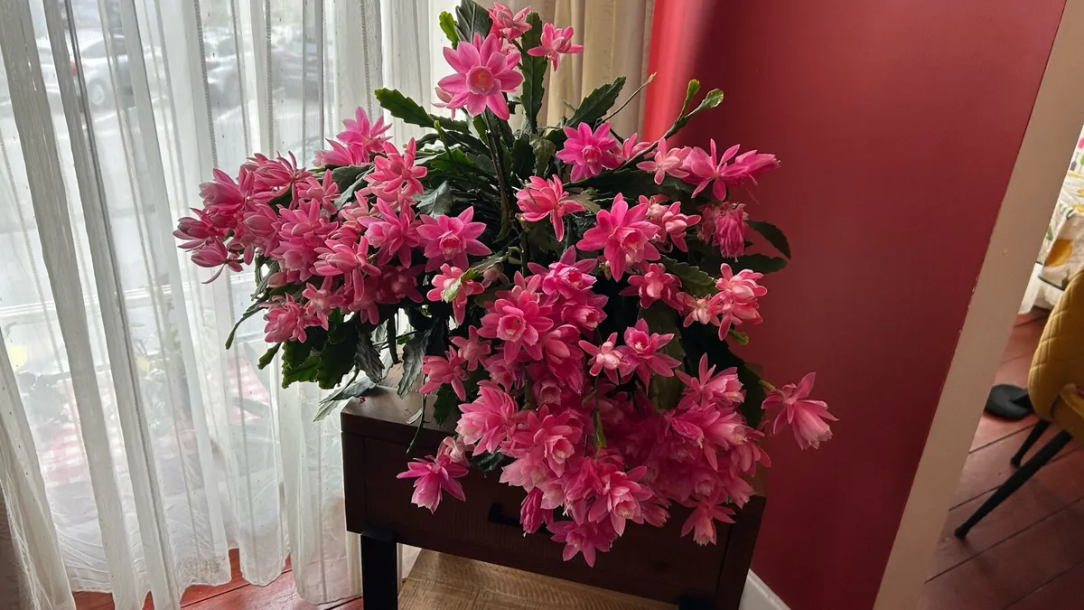 Epiphyllum  German express plant - Image 3