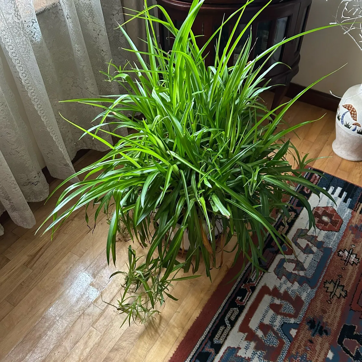 Mature large spider plant - Image 1