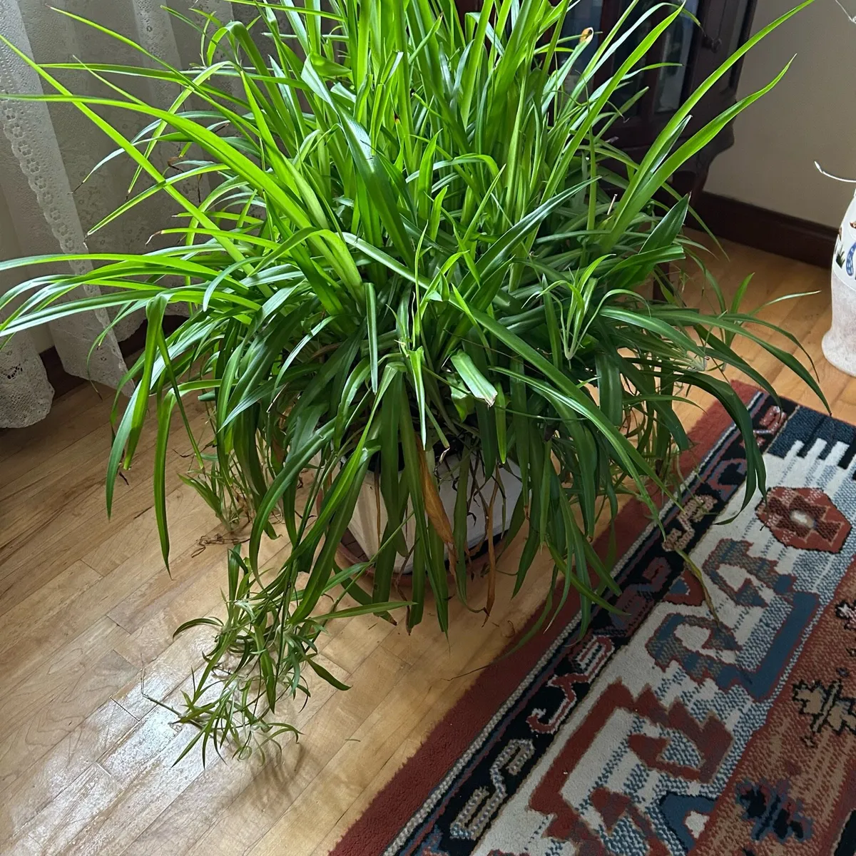 Mature large spider plant - Image 2
