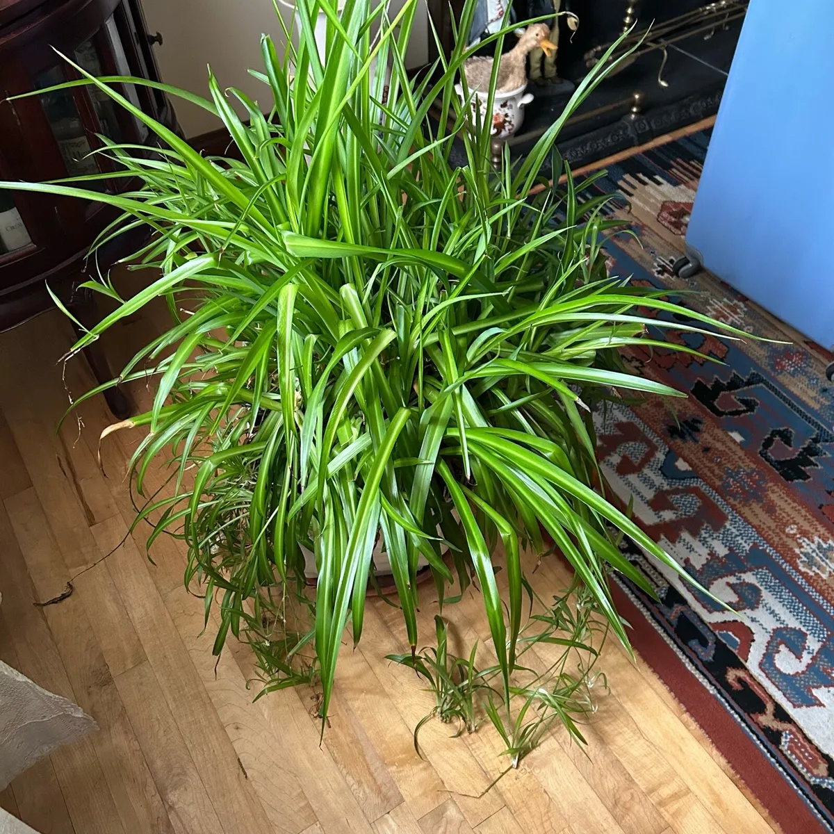 Mature large spider plant - Image 3