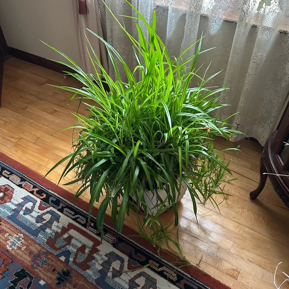 Mature large spider plant - Image 4
