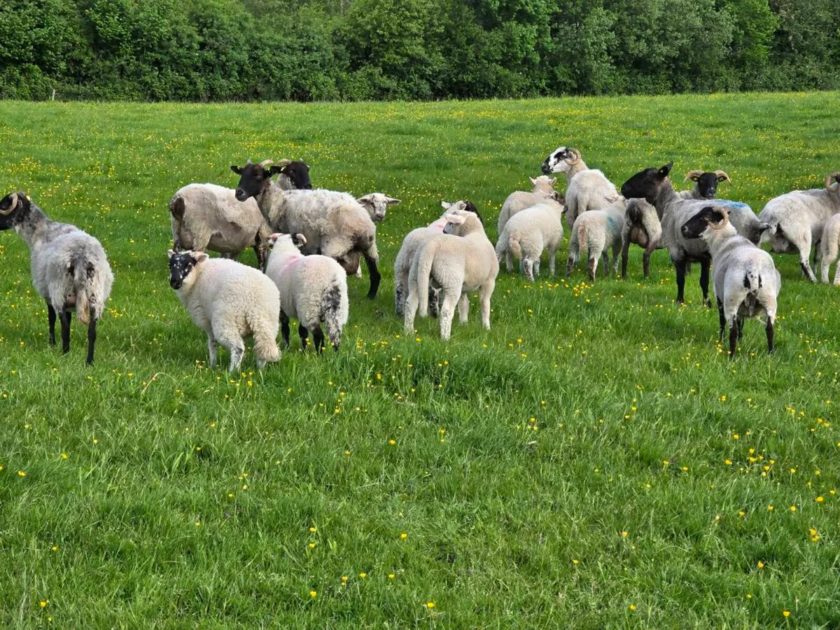 Ewes and lambs - Image 1