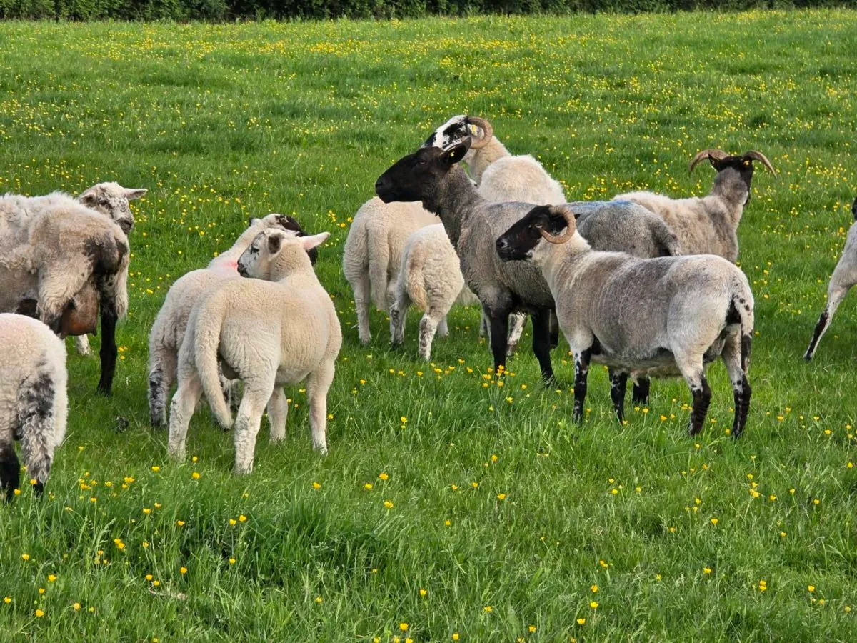Ewes and lambs - Image 2