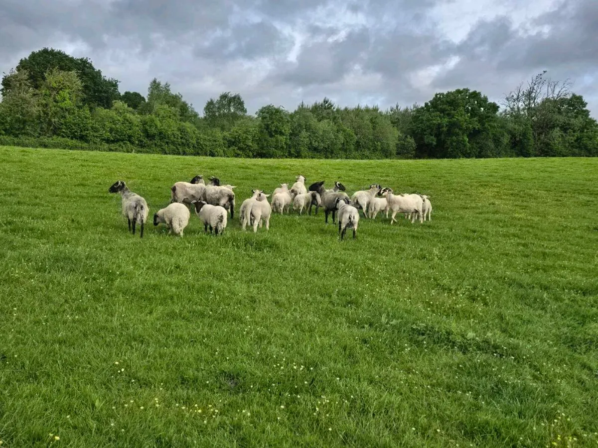 Ewes and lambs - Image 3