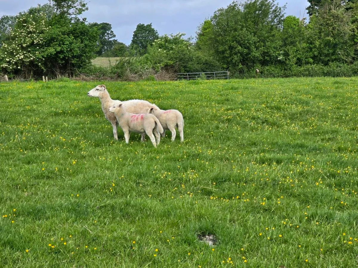 Ewes and lambs - Image 4